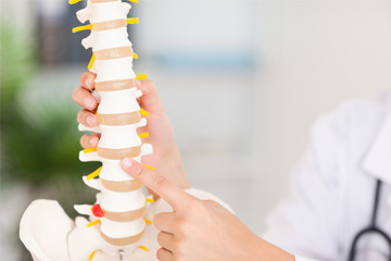 Spine